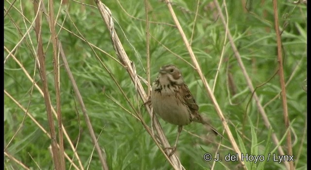 Chestnut-eared Bunting - ML201368351