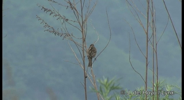 Chestnut-eared Bunting - ML201368361