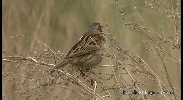 Chestnut-eared Bunting - ML201368371