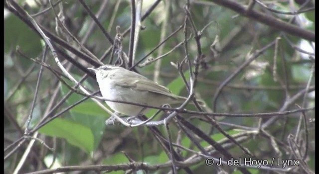 Large-billed Leaf Warbler - ML201368391