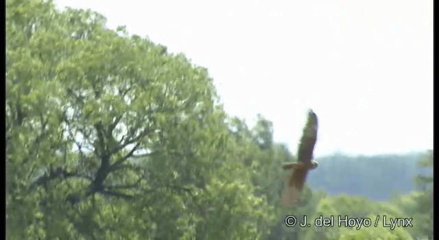 Eastern Marsh Harrier - ML201368471