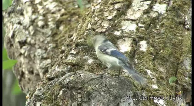 Mésange azurée (groupe cyanus) - ML201368501