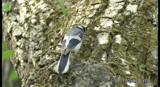 Akça Baştankara [cyanus grubu] - ML201368511