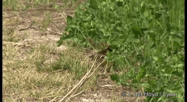 Yellow-breasted Bunting - ML201368531