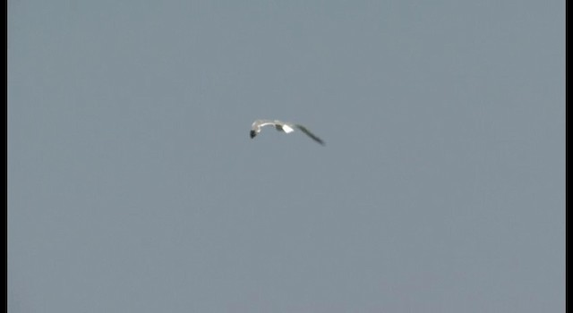 Lesser Black-backed Gull (Steppe) - ML201368661