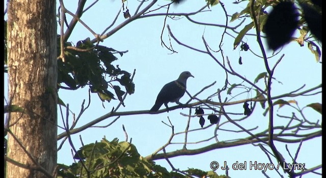 Green Imperial-Pigeon (Green) - ML201368771