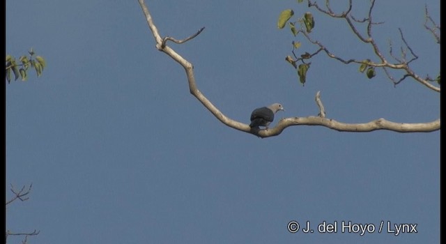 Green Imperial-Pigeon (Green) - ML201368781