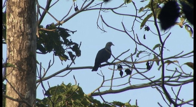 Green Imperial-Pigeon (Green) - ML201368791