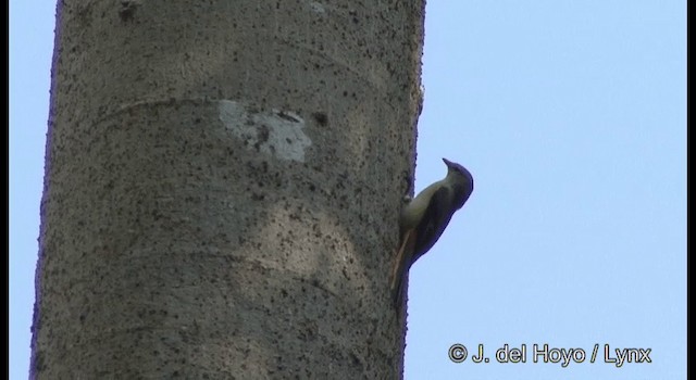 Küçük Minivet - ML201368811