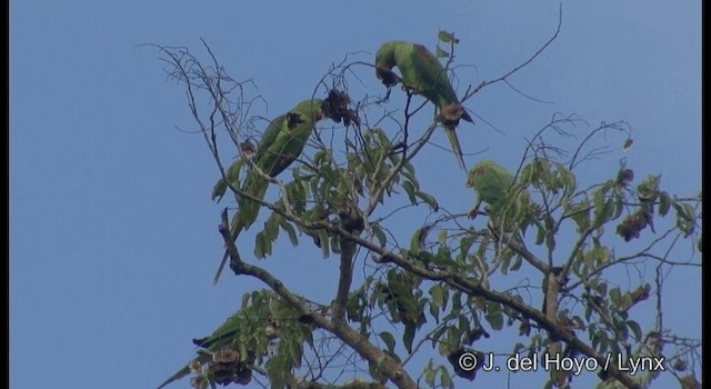 オオホンセイインコ - ML201368841