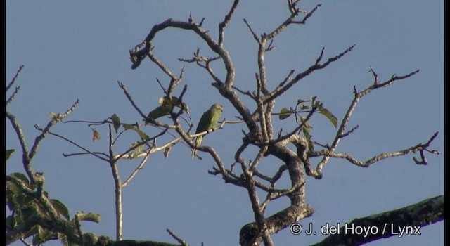 Uzun Kuyruklu Yeşil Papağan (tytleri) - ML201368851