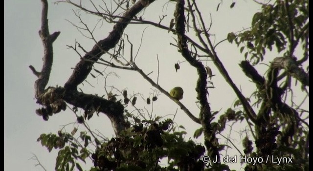 Bulbul des Andaman - ML201368871