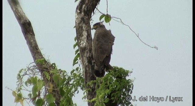 Crested Serpent-Eagle (Andaman) - ML201368881
