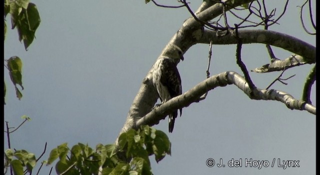 Changeable Hawk-Eagle (Changeable) - ML201368901