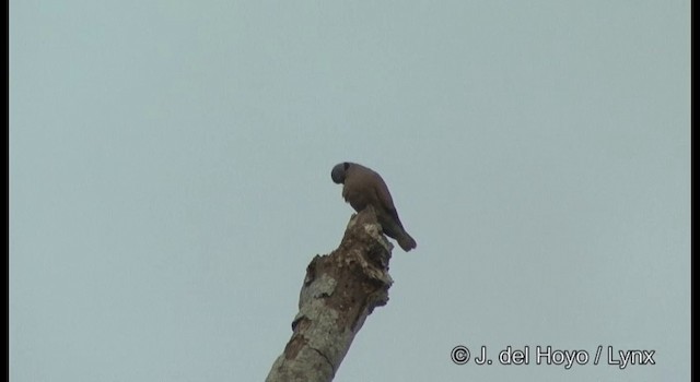 Red Collared-Dove - ML201368951