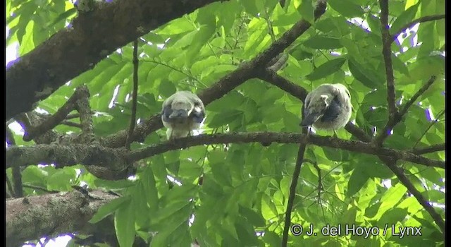 White-headed Starling - ML201368981