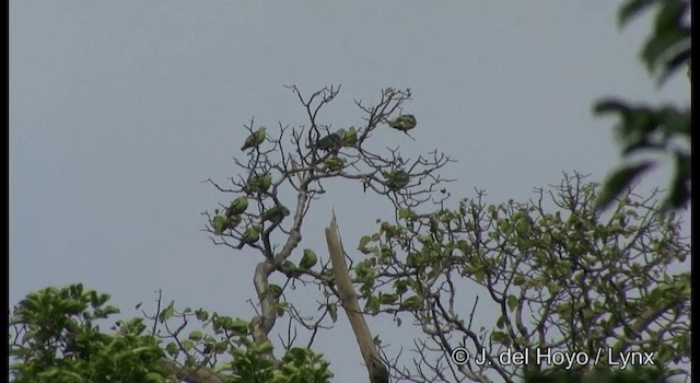 Colombar des Andaman - ML201368991