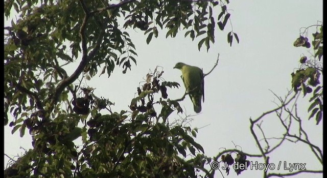 Colombar des Andaman - ML201369011