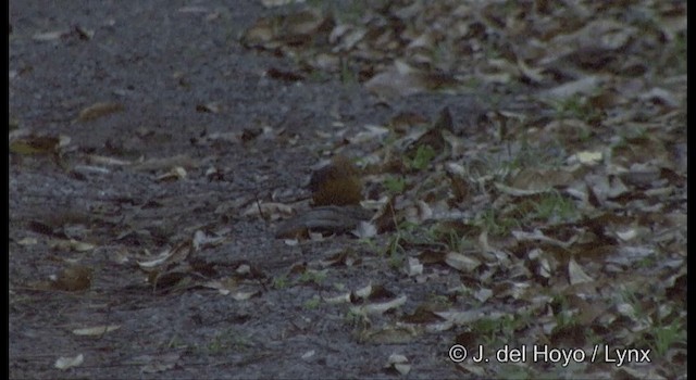 Orange-headed Thrush (Plain-winged) - ML201369021