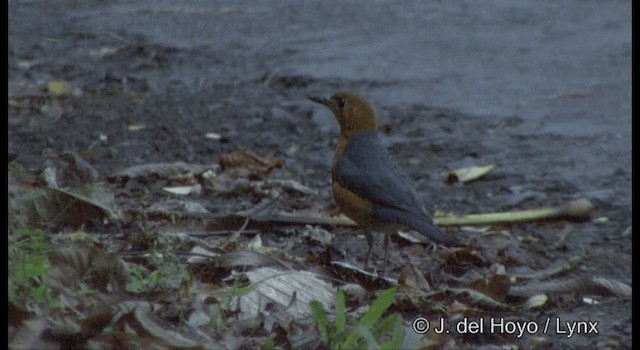 Grive à tête orange (albogularis/andamanensis) - ML201369031