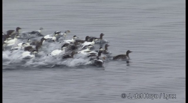 kajka mořská (ssp. mollissima) - ML201369041