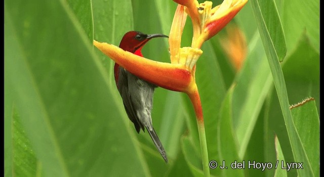 Suimanga Siparaja (grupo siparaja) - ML201369061