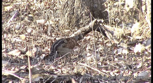 Eurasian Woodcock - ML201369071