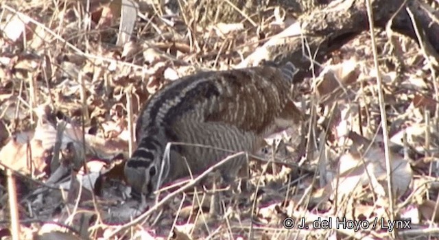 Eurasian Woodcock - ML201369081