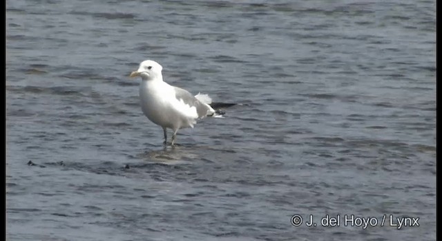 Common Gull (Kamchatka) - ML201369131