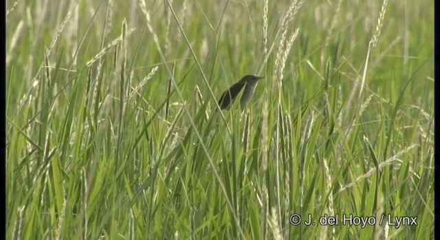 Middendorff's Grasshopper Warbler - ML201369211