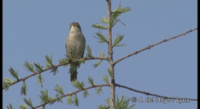 Mosquitero Sombrío - ML201369271