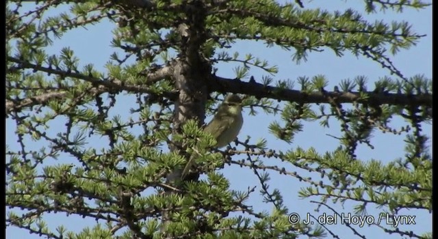 Mosquitero Boreal - ML201369281