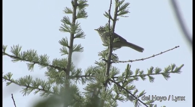 Mosquitero de Kamtchatka - ML201369291