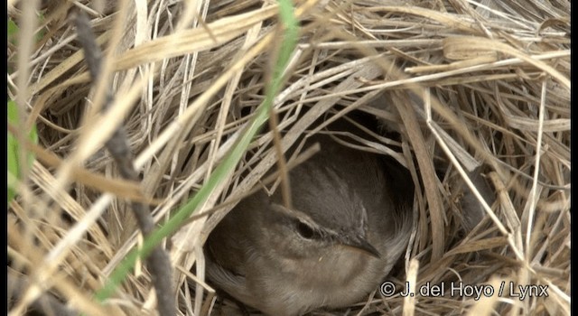 Dusky Warbler - ML201369301