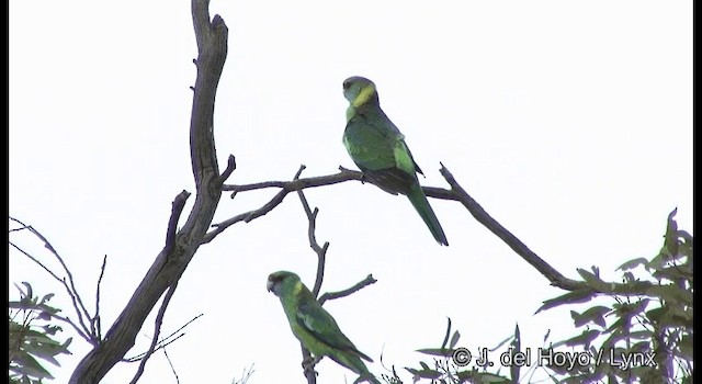 Australian Ringneck (Mallee) - ML201369321