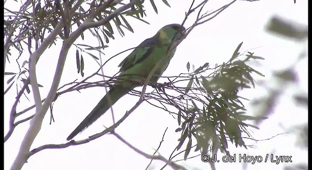 Australian Ringneck (Mallee) - ML201369331