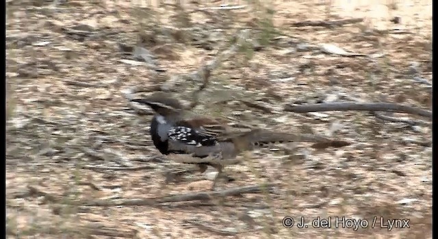 Chestnut Quail-thrush - ML201369341