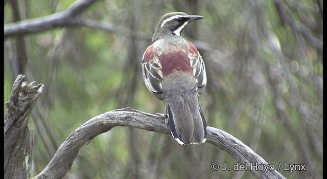 Cinclosome marron - ML201369361