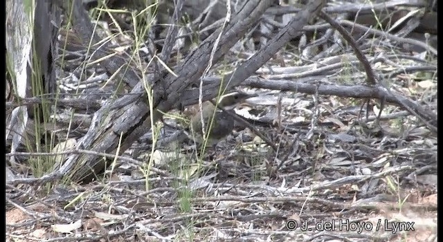 Chestnut Quail-thrush - ML201369381