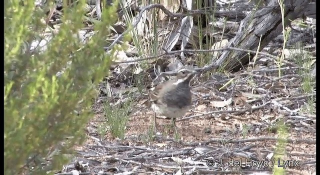 Chestnut Quail-thrush - ML201369391