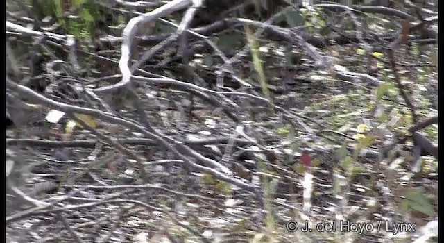 Chestnut Quail-thrush - ML201369401