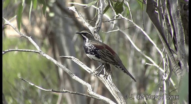 Cinclosome marron - ML201369411