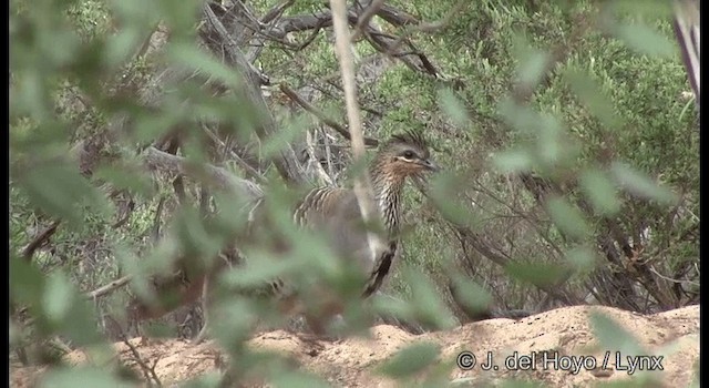 Великоніг строкатий - ML201369421