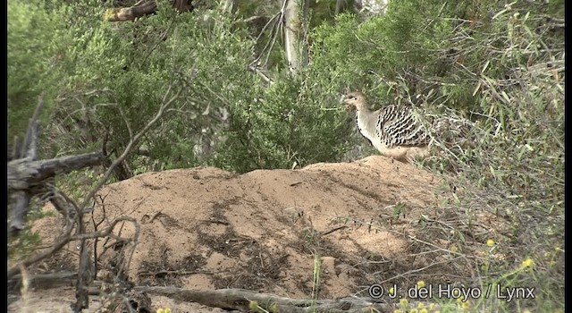 Malleefowl - ML201369431