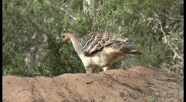 Malleefowl - ML201369441