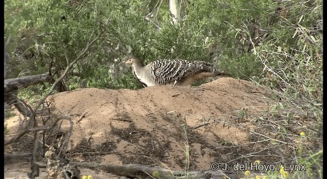 Великоніг строкатий - ML201369451