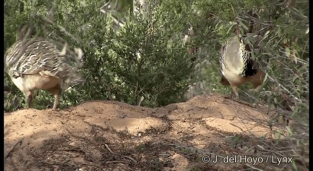 Великоніг строкатий - ML201369461