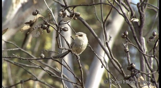 Purple-backed Fairywren (Purple-backed) - ML201369471