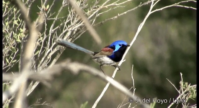 Purple-backed Fairywren (Purple-backed) - ML201369481