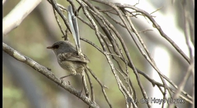 Purple-backed Fairywren (Purple-backed) - ML201369491